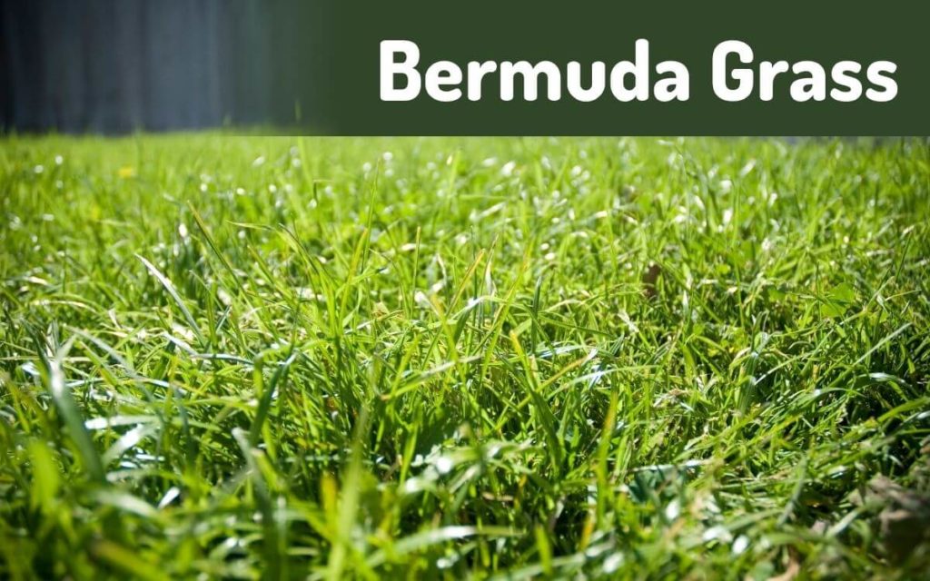 Bermuda Grass planted in sand