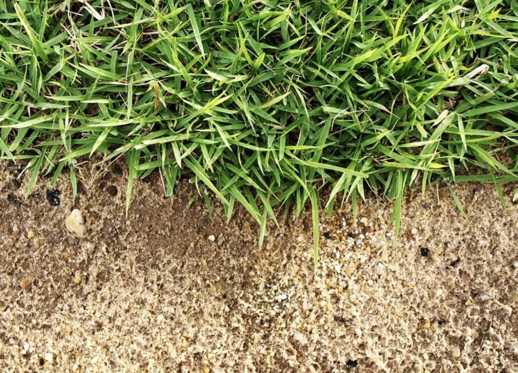 Grass That Grows in Sand, Sandy Soil, & Beaches