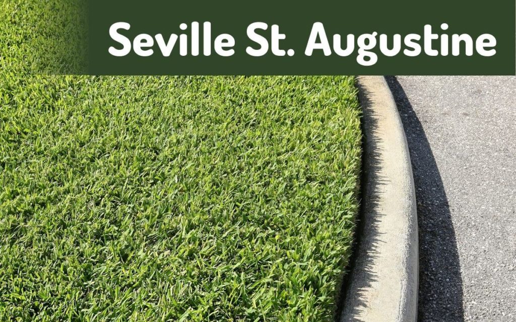 Seville St. Augustine Grass planted in sand