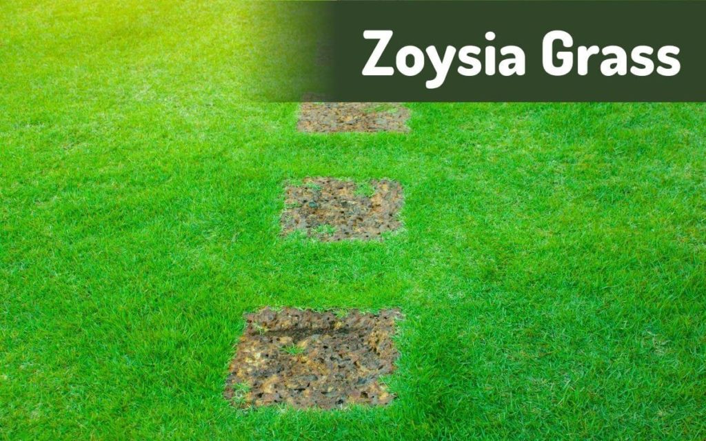 zoysia grass planted in sand 