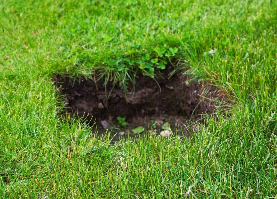Holes in Lawn Causes + How to Get Rid of Them
