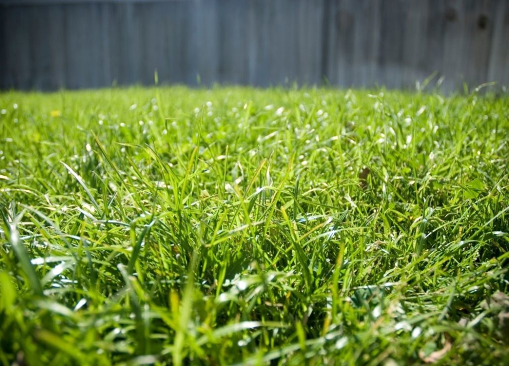 How to Kill Bermuda Grass & Prevent Its Spread in Your Lawn