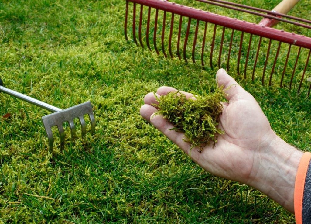 How to Kill Moss Naturally and Prevent it From Returning