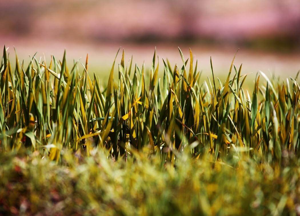 Is Your Grass Turning Yellow? Here’s Why and How to Solve It