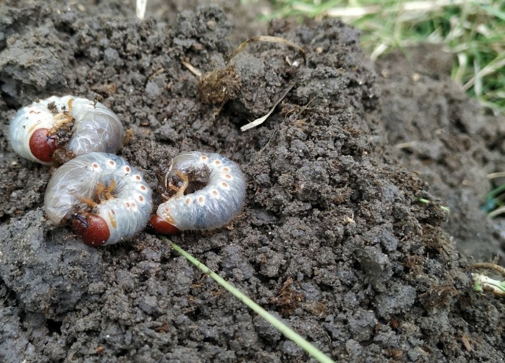 When to Apply Grub Control In Your Lawn for Best Results