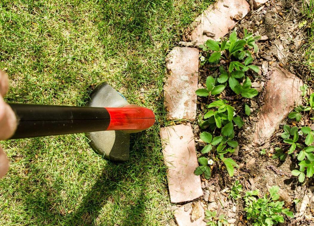 8 Grass Weeds That Look Like Grass + How to Kill Them