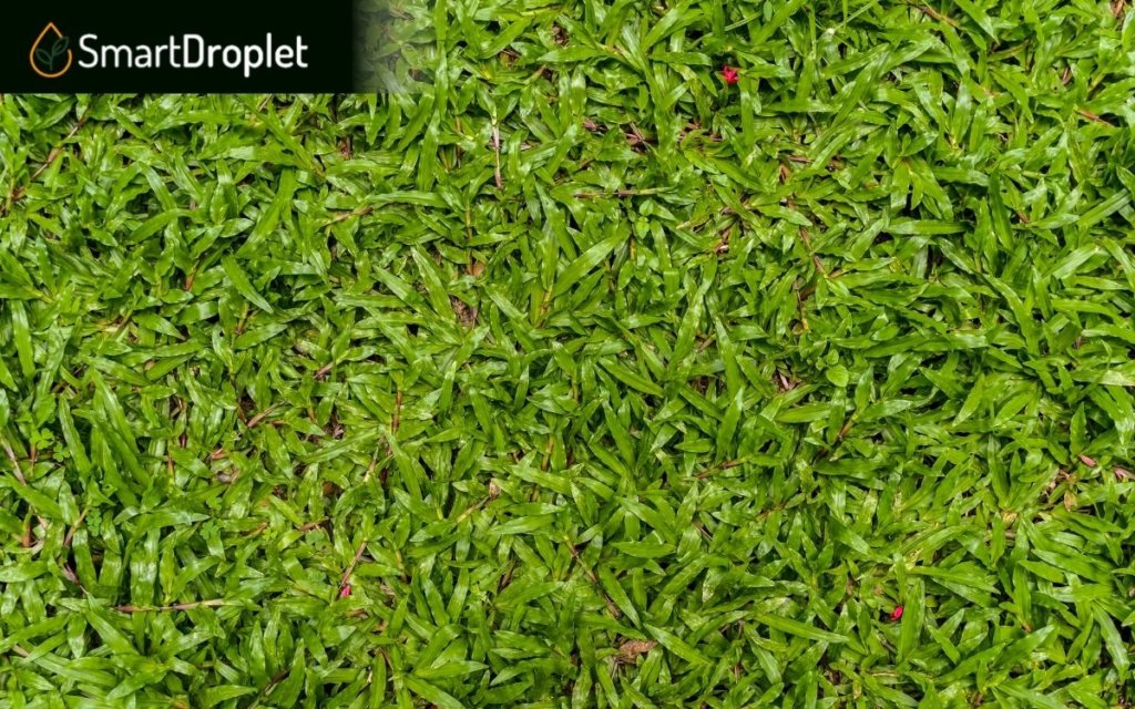 tropical carpet grass in lawn