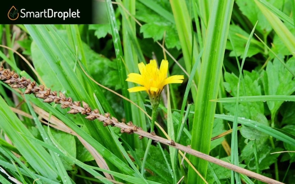 weeds that look like grass - Yellow Salsify