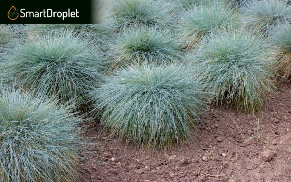 weeds that look like grass - blue fescue