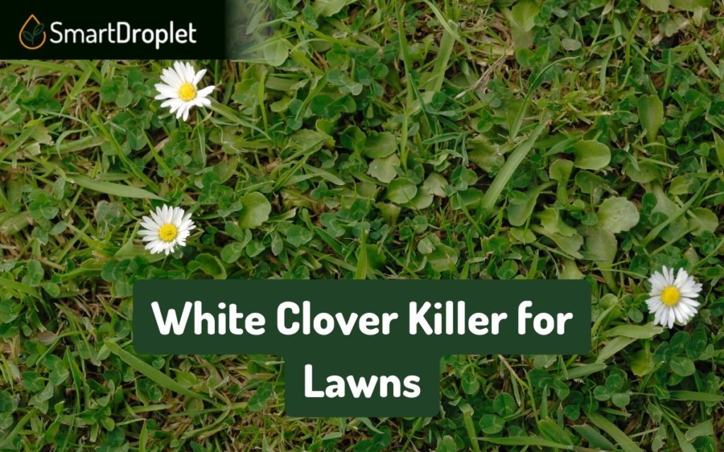 Clover Killer for Lawns