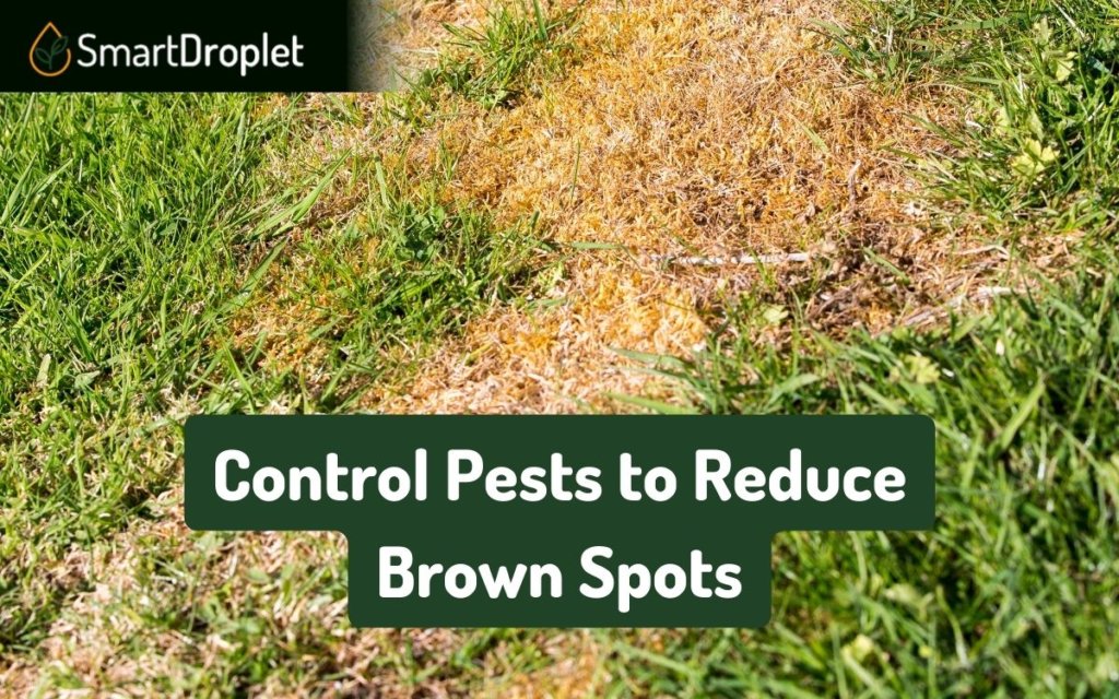 Control Pests to Reduce Brown Spots