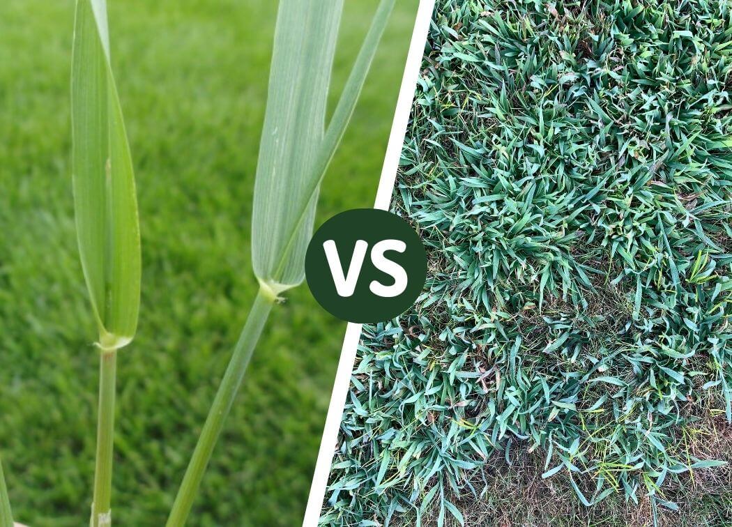 Crabgrass vs Quackgrass: Let’s Compare the 2 Grass Types