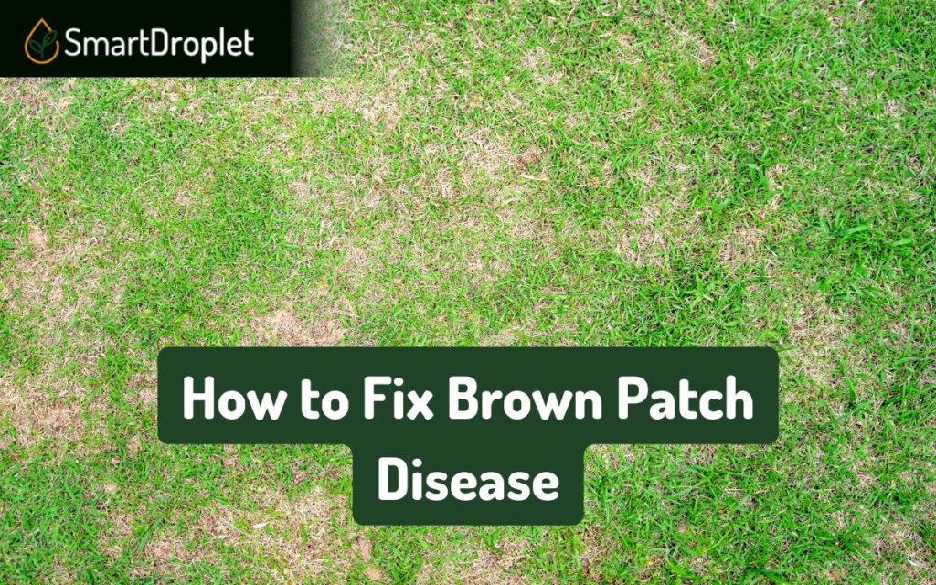 How to Fix Brown Patch Disease