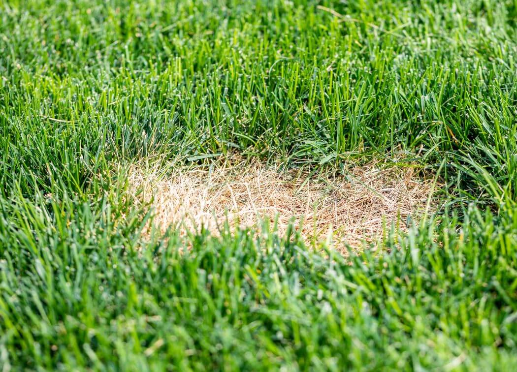 Getting Brown Spots in Your Lawn? Causes + Solutions