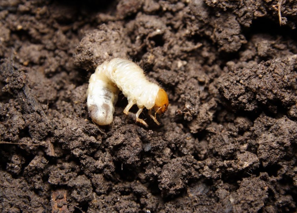 How to Get Rid of Grubs in Lawn