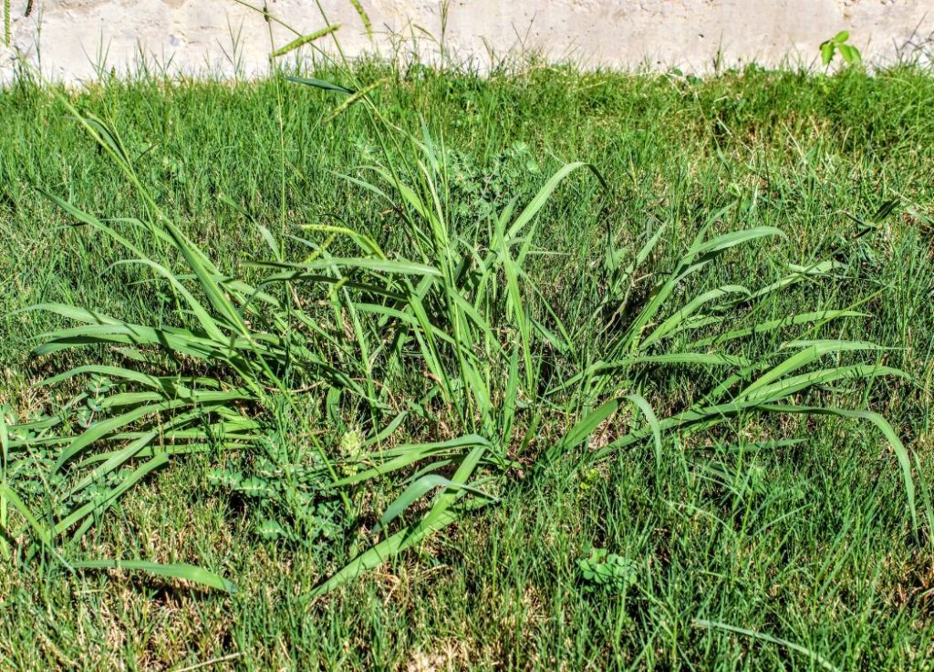 How to Permanently Kill Crabgrass