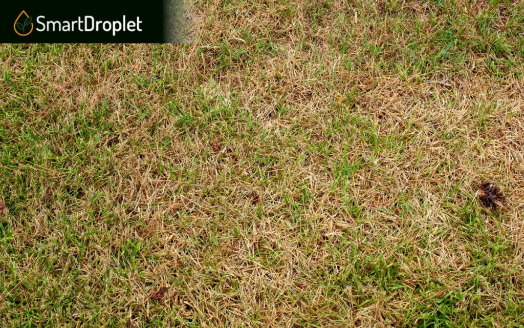 How to get rid of bermuda grass brown patch