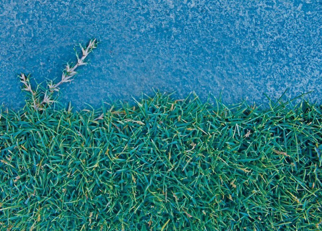 How to make bermuda grass thicker fuller greener and spread quickly