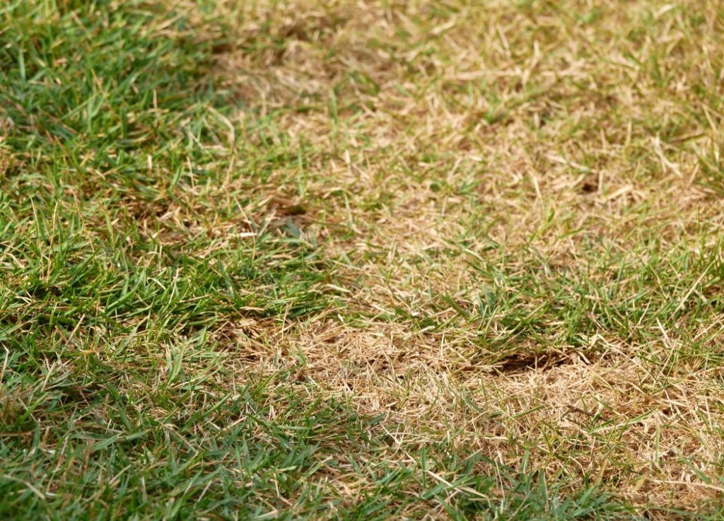 Signs of fungus in st augustine grass