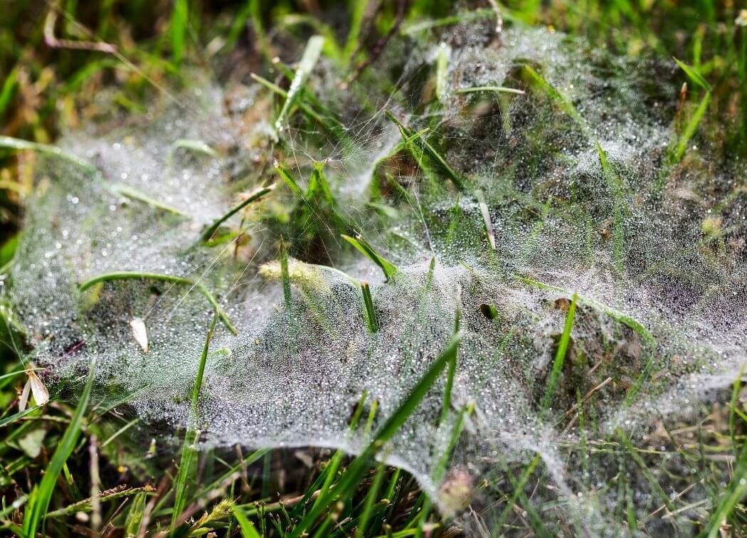Lawn Spiders: Different Types and How to Get Rid of Them