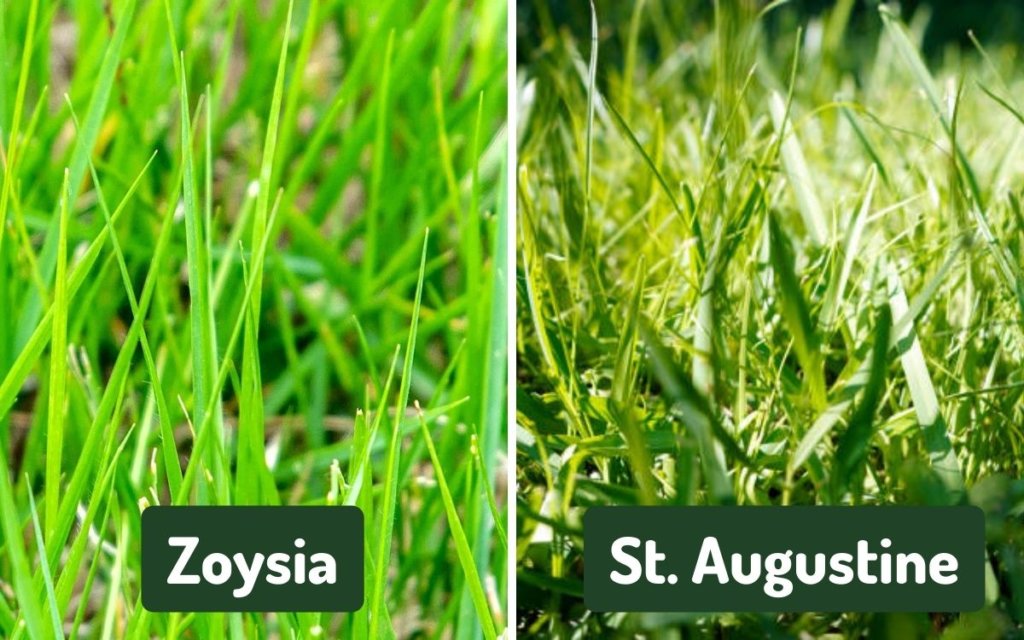 St. Augustine Grass vs Zoysia