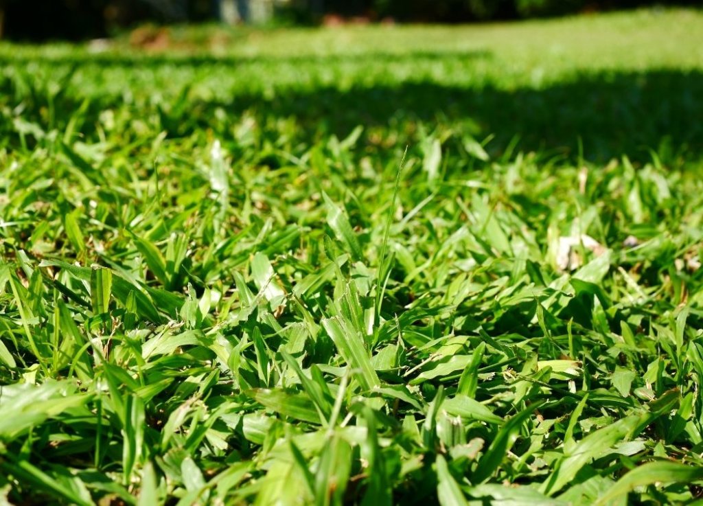 Types of Bermuda Grass and Best Varieties for Lawns