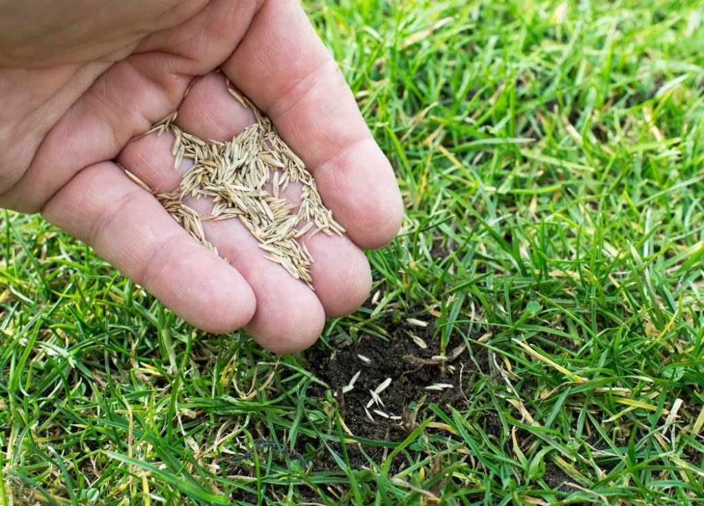 When to overseed Bermuda grass lawns