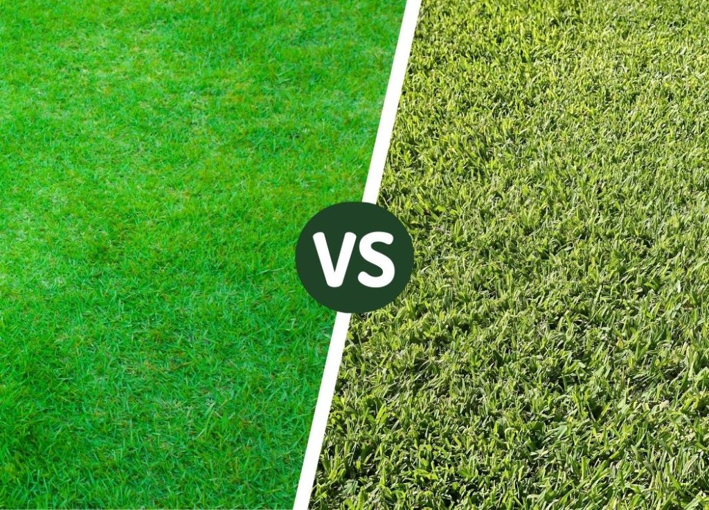 Zoysia vs St. Augustine grass