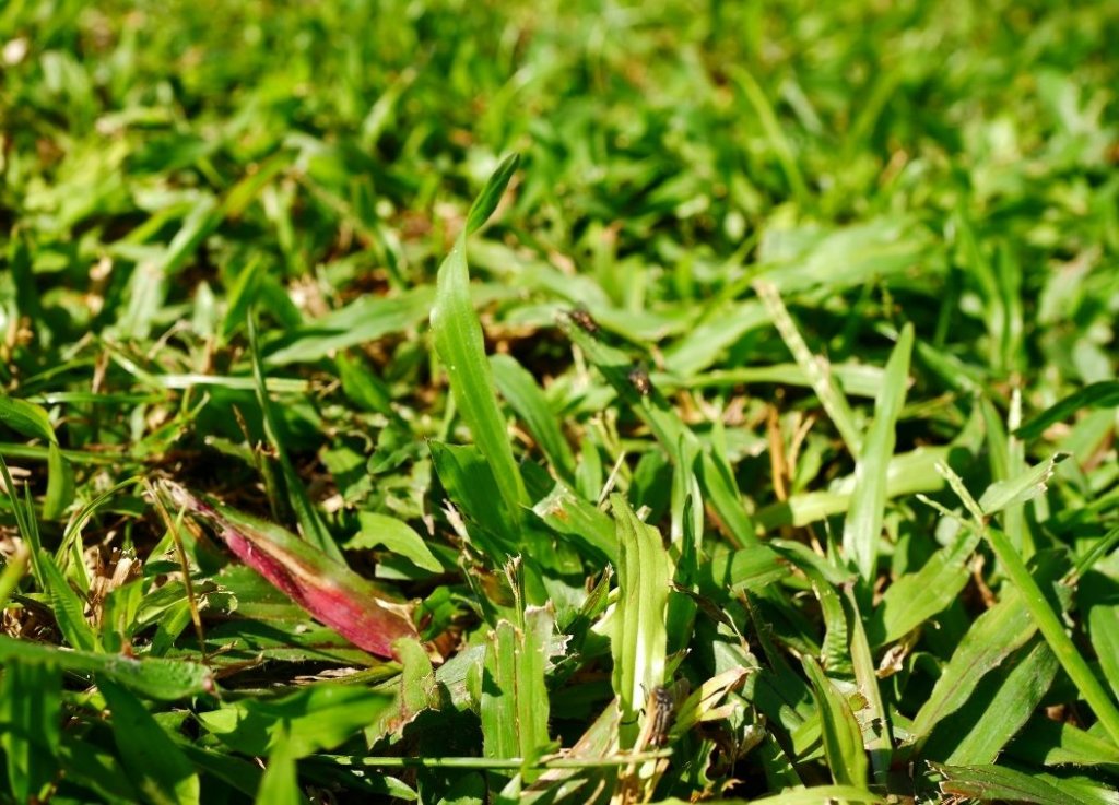 best bermuda for home lawns
