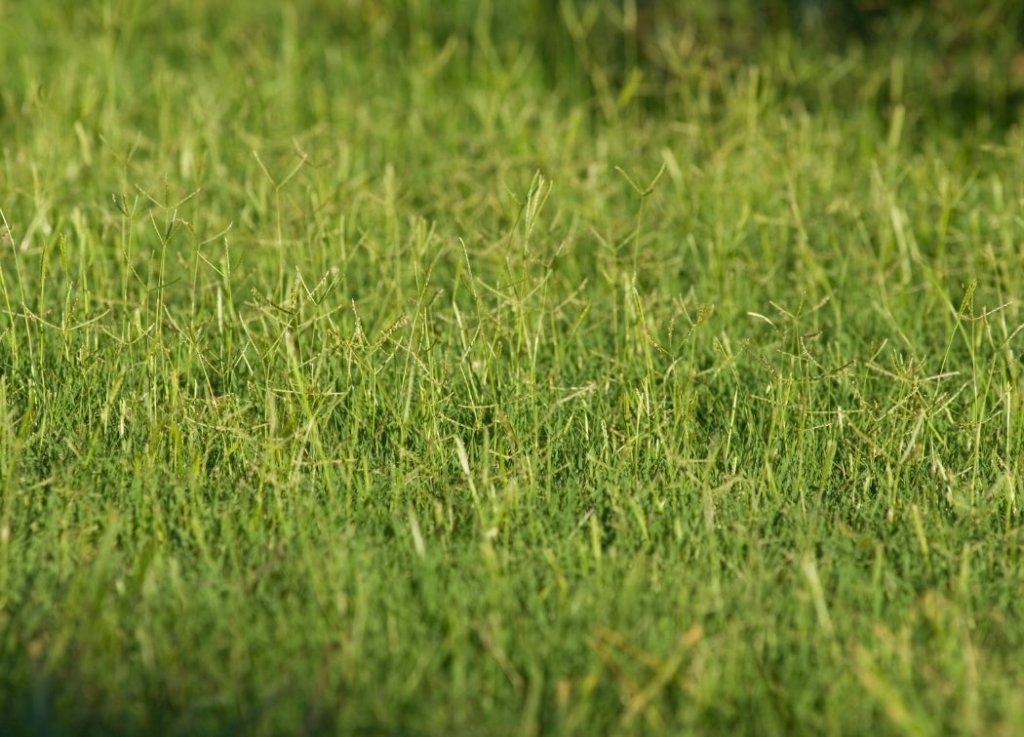blackjack bermuda grass on a golf green