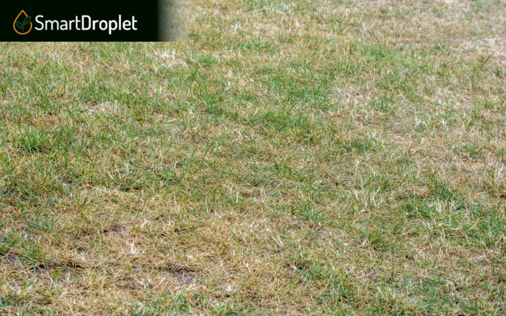 drought stress on st. augustine grass