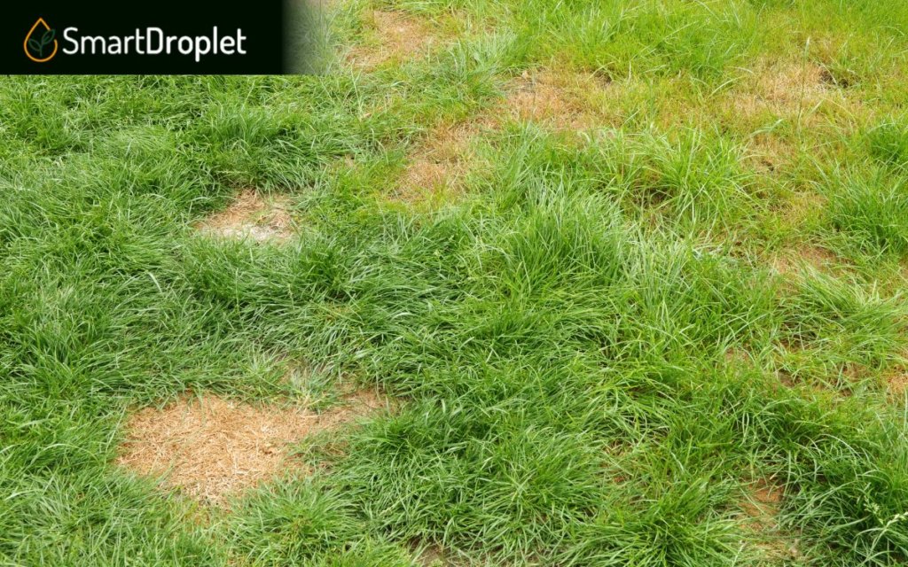 how to fix brown spots in bermuda grass